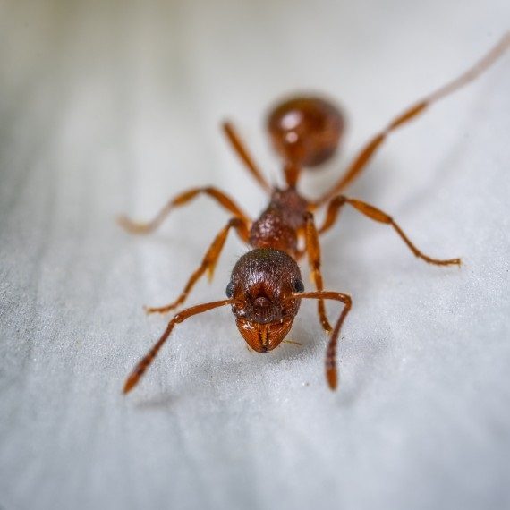 Field Ants, Pest Control in Wandsworth, SW18. Call Now! 020 8166 9746