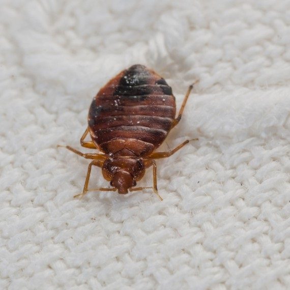 Bed Bugs, Pest Control in Wandsworth, SW18. Call Now! 020 8166 9746