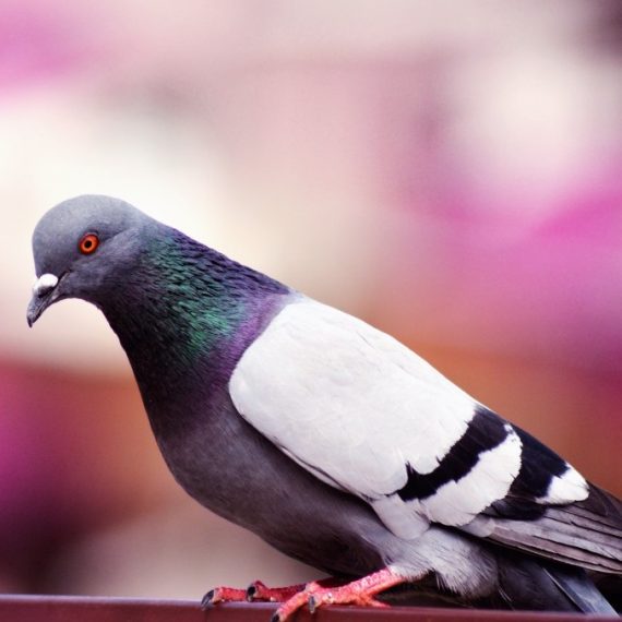 Birds, Pest Control in Wandsworth, SW18. Call Now! 020 8166 9746