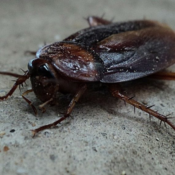 Cockroaches, Pest Control in Wandsworth, SW18. Call Now! 020 8166 9746