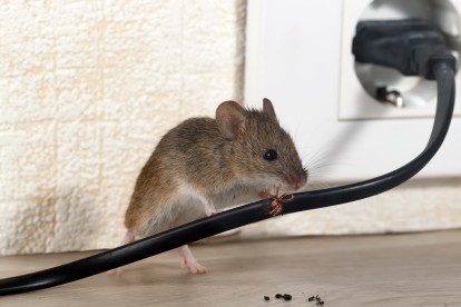 Pest Control in Wandsworth, SW18. Call Now! 020 8166 9746