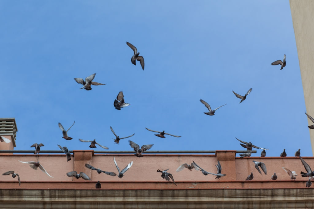 Pigeon Pest, Pest Control in Wandsworth, SW18. Call Now 020 8166 9746