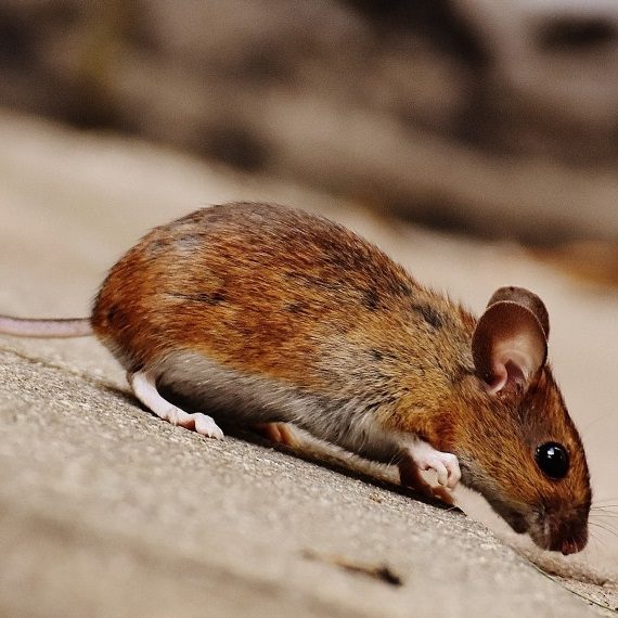 Mice, Pest Control in Wandsworth, SW18. Call Now! 020 8166 9746