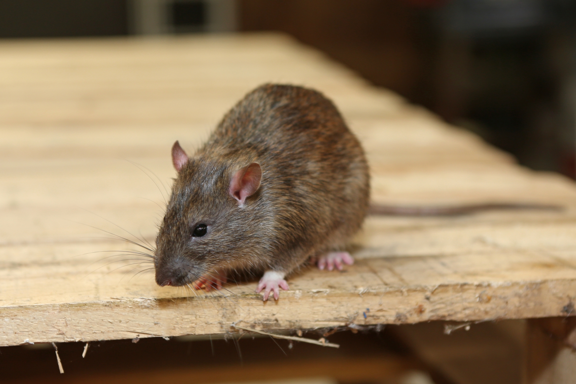 Rat extermination, Pest Control in Wandsworth, SW18. Call Now 020 8166 9746