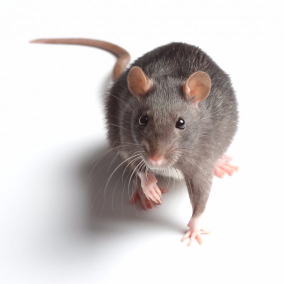 Rats, Pest Control in Wandsworth, SW18. Call Now! 020 8166 9746