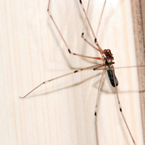 Spiders, Pest Control in Wandsworth, SW18. Call Now! 020 8166 9746