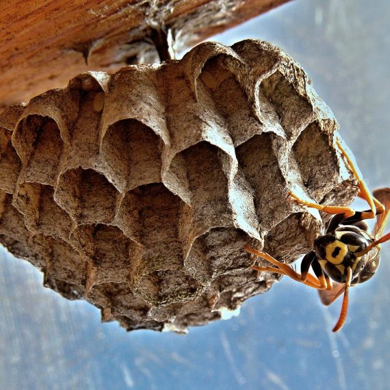 Wasps Nest, Pest Control in Wandsworth, SW18. Call Now! 020 8166 9746