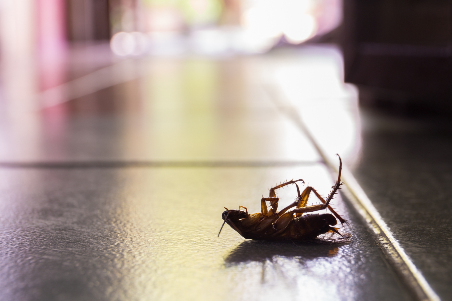 Cockroach Control, Pest Control in Wandsworth, SW18. Call Now 020 8166 9746