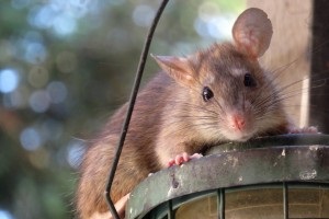 Rat Control, Pest Control in Wandsworth, SW18. Call Now 020 8166 9746