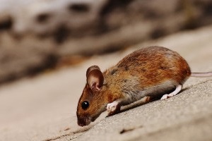 Mouse extermination, Pest Control in Wandsworth, SW18. Call Now 020 8166 9746