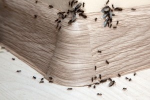 Ant Control, Pest Control in Wandsworth, SW18. Call Now 020 8166 9746